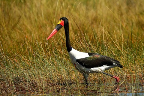 Saddle-billed stork (Ephippiorhynchus senegalensis) wading through the water