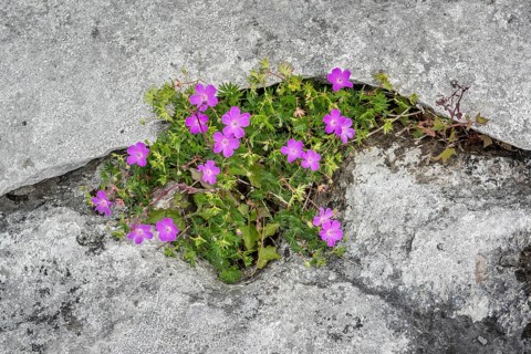 Bloody cranesbill (Geranium sanguineum) in Crevice