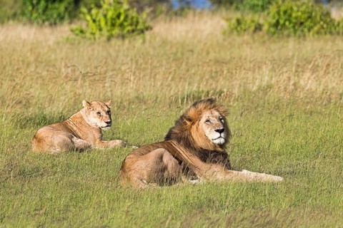 Lions (Panthera leo)