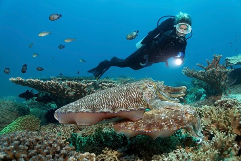 Diver observes couple Broadclub Cuttlefish (Sepia latimanus)