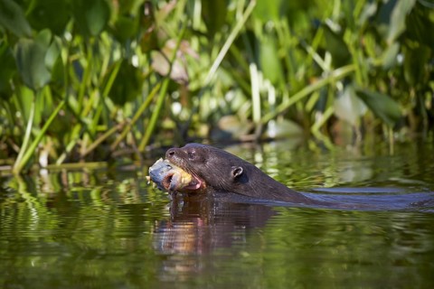 Giant otter (Pteronura brasiliensis) with captured piranha (Pygocentrus nattereri) in Rio Cuiaba