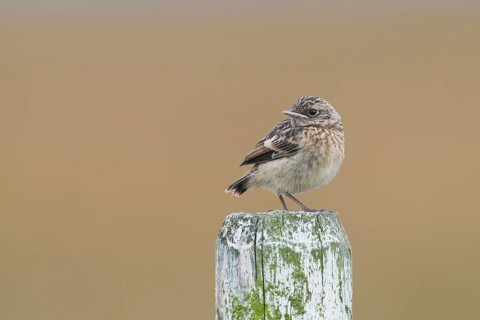 European stonechat (Saxicola rubicola)