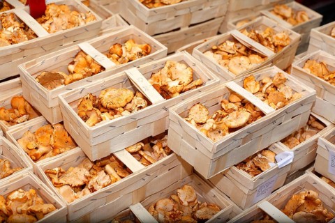 Fresh Chanterelles (Cantharellus cibarius) in baskets on a market stall