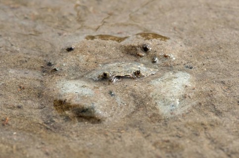 European green crab (Carcinus maenas) hides in the sand
