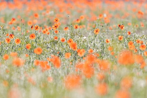 Sand poppy (Papaver argemone)