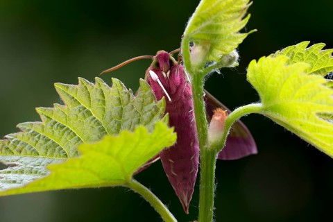 Elephant hawk-moth (Deilephila elpenor) on vine