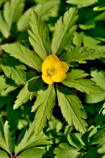 Yellow Anemone (Anemone ranunculoides)