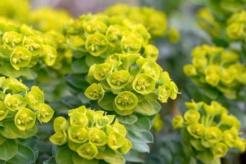 Golden root (Rhodiola rosea)