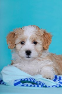 Havanese