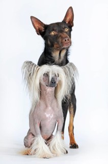 Chinese Crested Hairless Dog