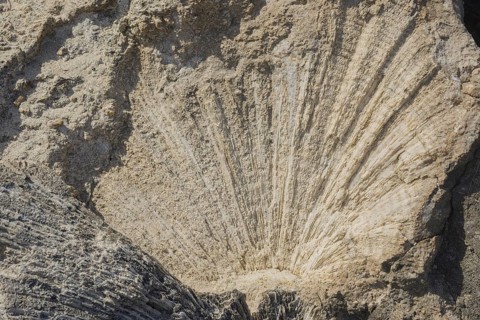 Coral fossils