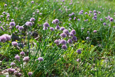 Wild flowering Garlic (Allium sativum) on the banks of the Elbe