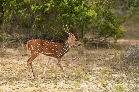 Chital (Axis axis)