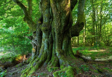 Old Common beech (Fagus sylvatica)