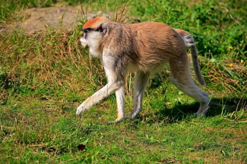 Common patas monkey (Erythrocebus patas patas)