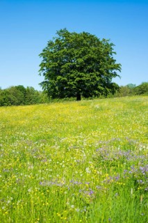 Common beech (Fagus sylvatica) stands in blossoming meadow