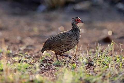 Swainson's spurfowl (Francolinus swainsonii)