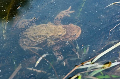 Common toads (Bufo bufo)