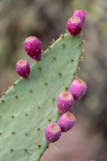 Engelmann's Prickly Pear (Opuntia engelmannii) with pink cactus fruits