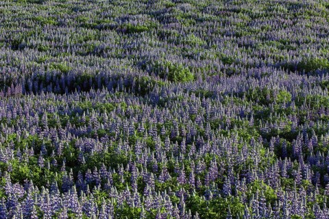 Meadow with blue Nootka lupins (Lupinus nootkatensis)