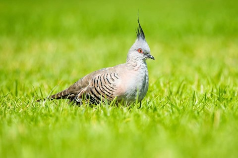 Crested pigeon (Ocyphaps lophotes)