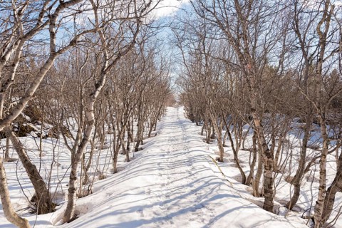 Hiking trail through a bare mountain forest in winter