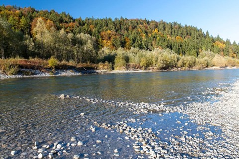 The river Lech with autumnal forest near the Ziegelwiesen