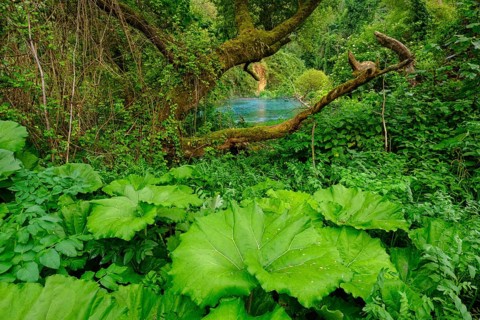 Alluvial forest