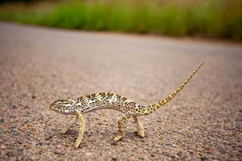 Flap-necked chameleon (Chamaeleo dilepis) crosses road