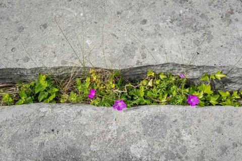 Bloody cranesbill (Geranium sanguineum)