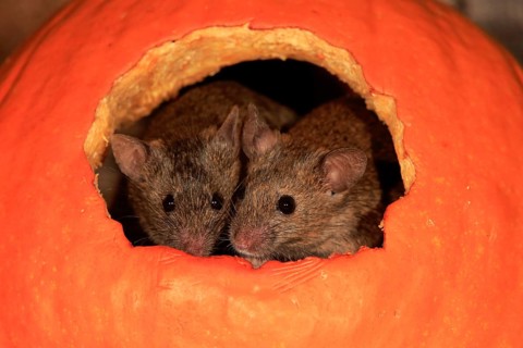 Two House mice (Mus musculus)
