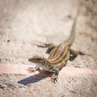 Desert spiny lizard (Sceloporus magister)