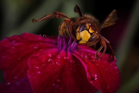 European hornet (Vespa crabro) sits on a red blossom with drops of water