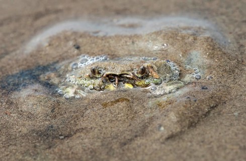 European green crab (Carcinus maenas) hides in the sand