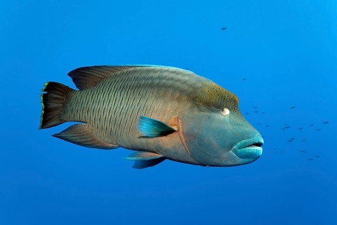 Subadult Humphead Wrasse (Cheilinus undulatus)
