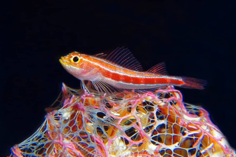 Striped threefin (Helcogramma striata)