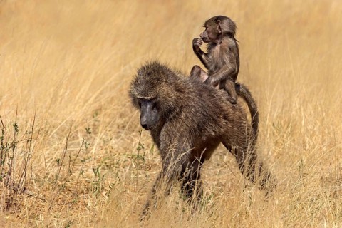Olive Baboon (Papio anubis)