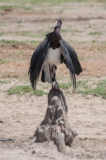 Abdim's stork (Ciconia abdimii) cools itself at midday heat