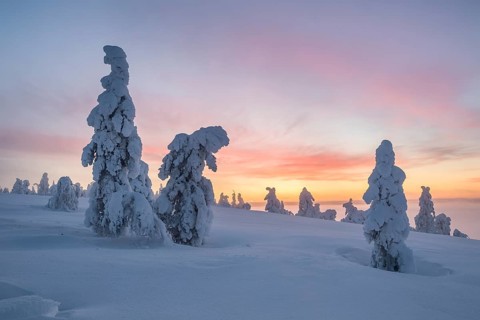 Snowy trees at sunset