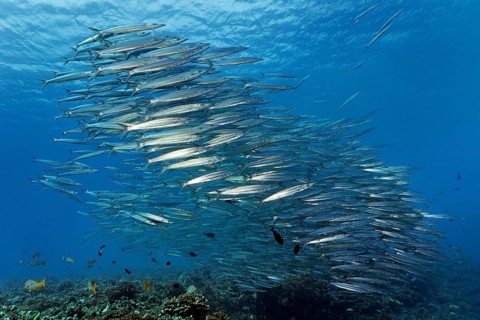 Swarm Obtuse barracudas (Sphyraena obtusata)