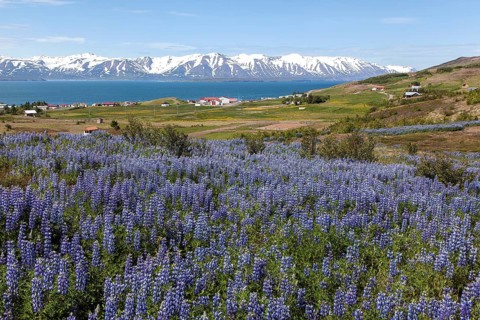 Field with Nootka lupins (Lupinus nootkatensis)