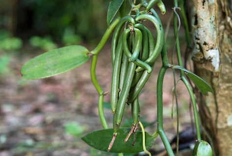 Green sheets of flat-leaved vanilla (Vanilla planifolia)