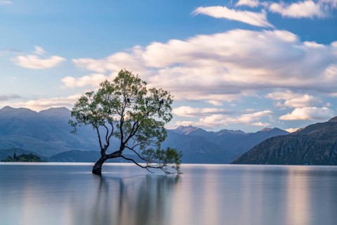 Single tree stands in water