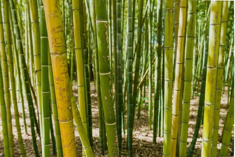 Bamboo forest