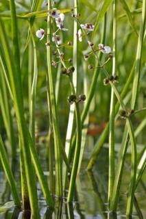 Flower stalk water archer (Sagittaria sagittifolia)