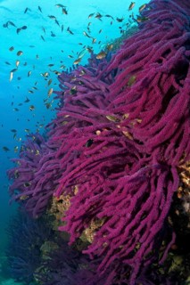 Steep wall with Red sea whip (Ellisella sp.)