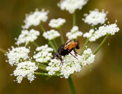 Tachina fera (Tachina fera) on umbelliferous blossom