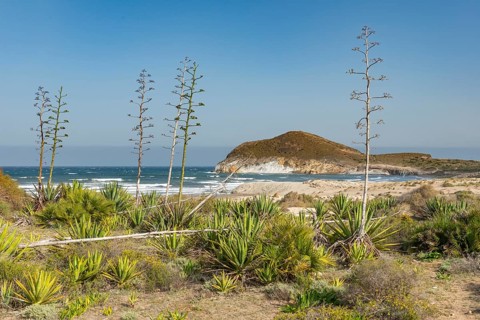 Agaves on the beach by the sea
