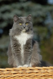 Ragdoll