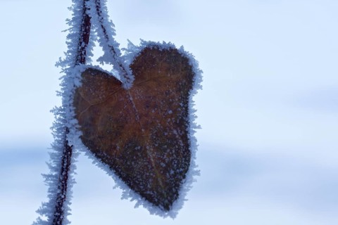 Leaf in heart shape